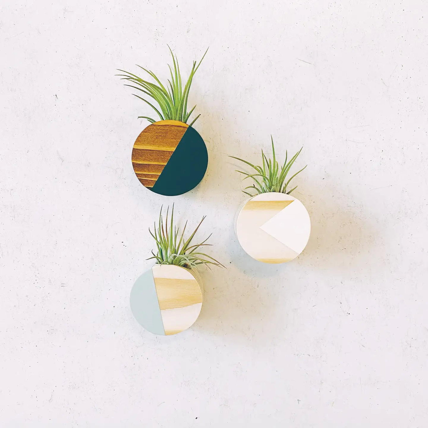 pineapple air plant magnet Circle Air Plant Holder Magnet