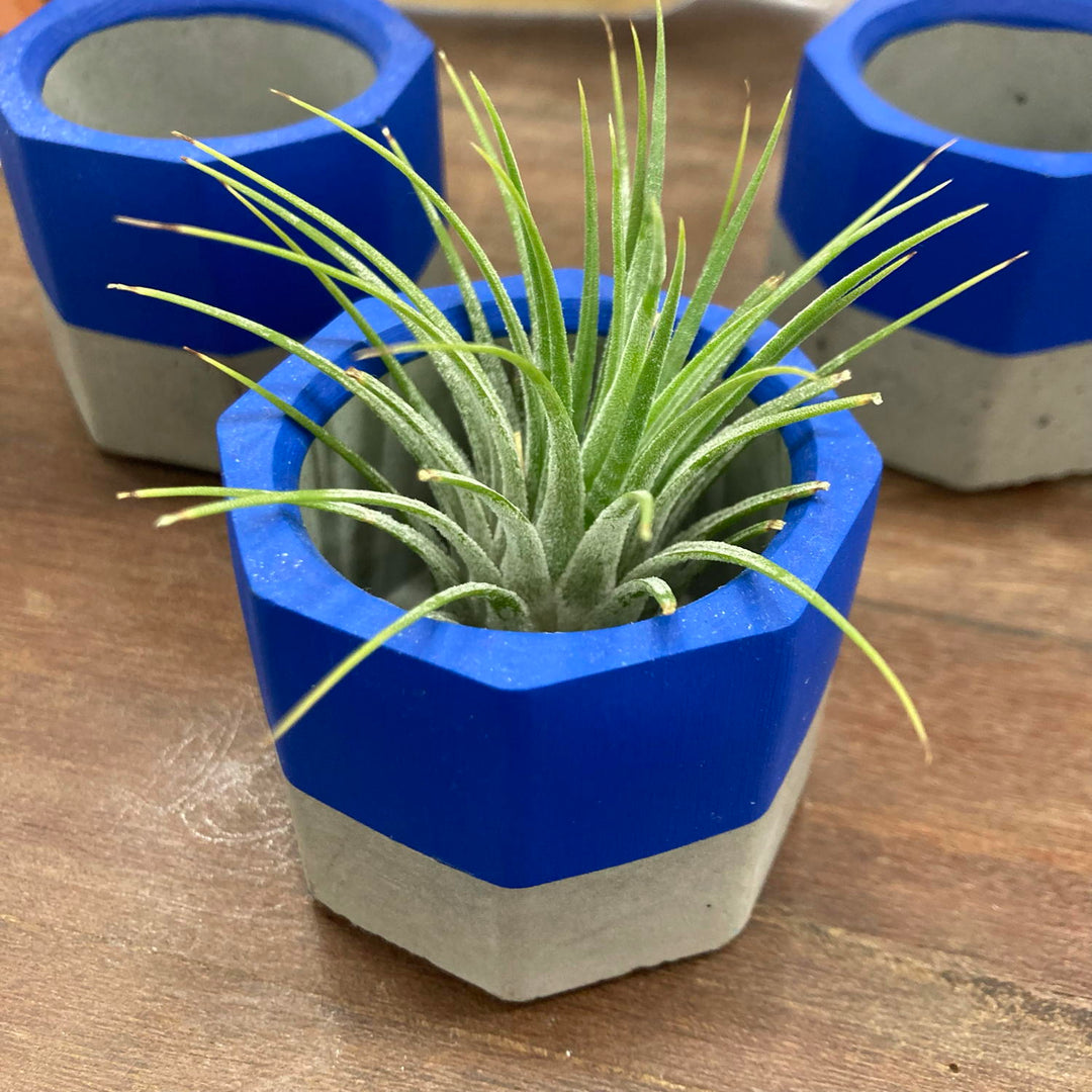 concrete air plant holder Concrete Painted Blue Air Plant Pot – Stitchin' Post