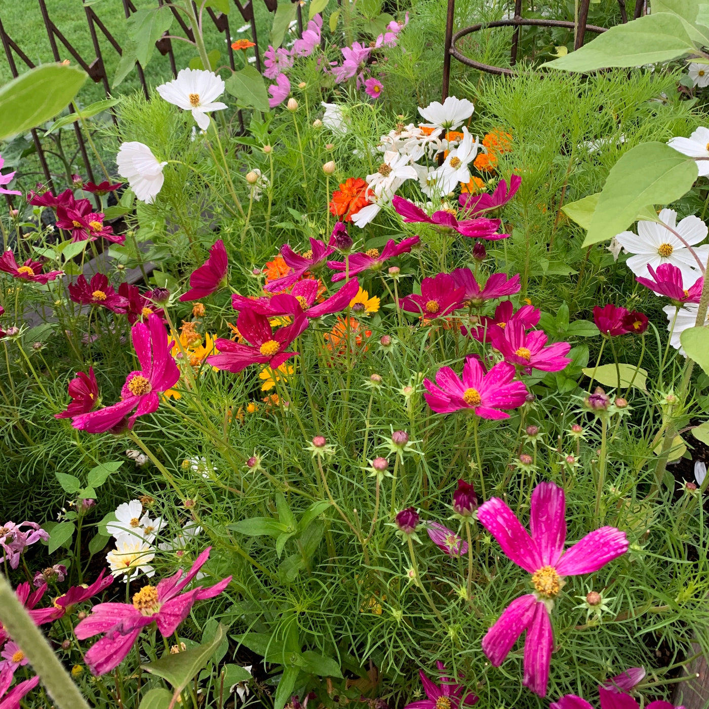 Dreaming in Color with Jean Wells on 4/17-18/2026