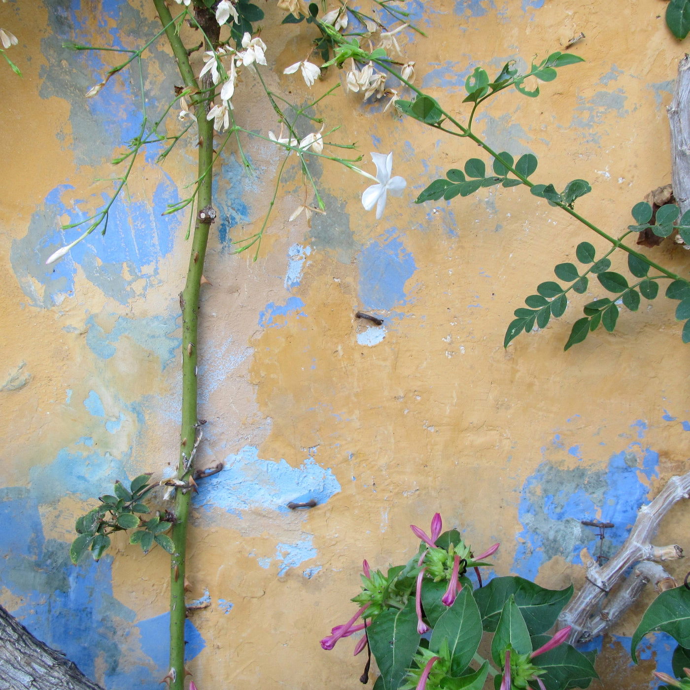 Dreaming in Color with Jean Wells on 4/17-18/2026