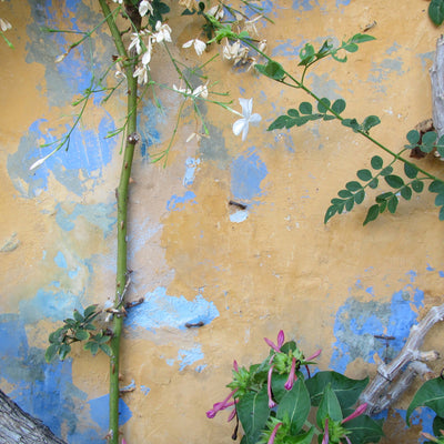 Dreaming in Color with Jean Wells on 4/17-18/2026