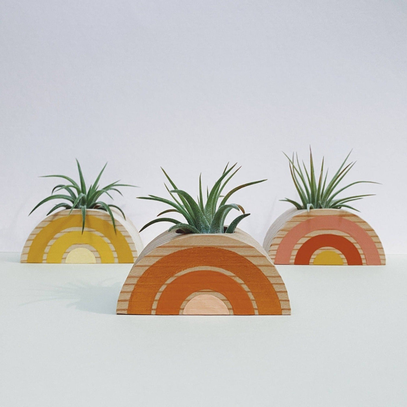 rainbow air plants Rainbow Air Plant Holder (Plant Included) Shades of Yellow (Dark Wood)