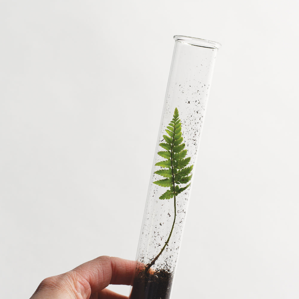 June & December - Butterfly Pencil Terrarium, Set of 5 Pencils