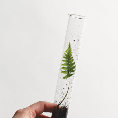 June & December - Butterfly Pencil Terrarium, Set of 5 Pencils